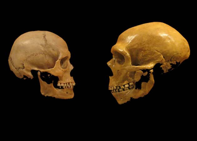 Vergleich der Schädel eines Homo sapiens (l.) und eines Neandertalers (r.). Copyright: hairymuseummatt/DrMikeBaxter (via WikimediaCommons) / CC BY-SA2.0