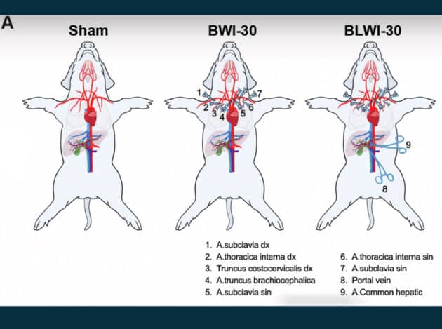 Schema des Versuchsaufbaus (Illu.). Copyright/Quelle: He et al., EMBO Molecular Medicine 2024