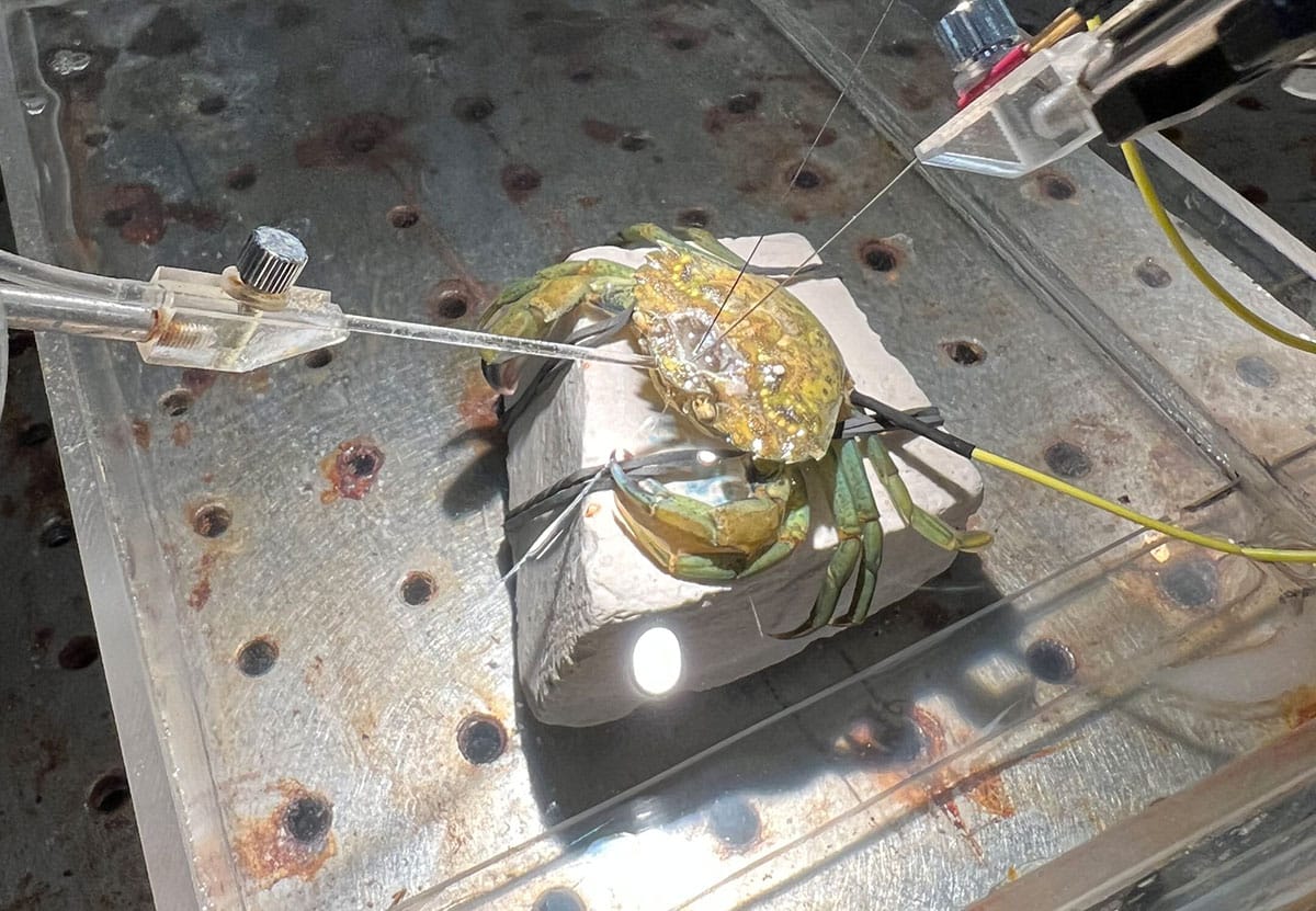 Mit Elektroden zur Messung der Gehirnaktivität wurden Schmerzreaktionen einer Strandkrabbe auf mechanische und chemische Reizen gemessen.Copyright: Eleftherios Kasiouras