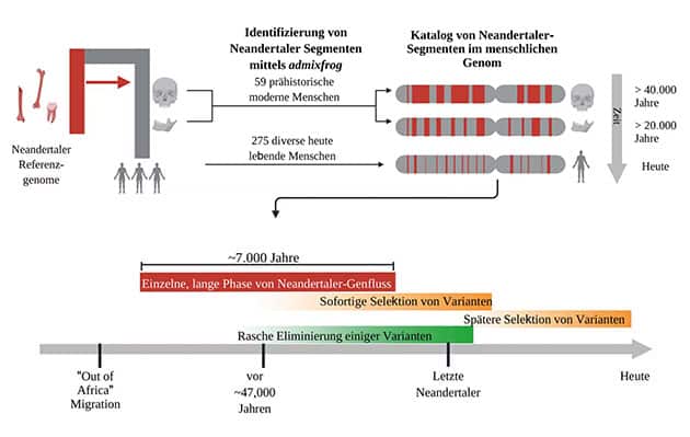 Die Forschenden identifizierten Genabschnitte mit Neandertaler-Abstammung bei mehr als 300 Individuen. Sie ermittelten gemeinsame Abschnitte, schlossen auf Genfluss, untersuchten Variationen und identifizierten Kandidaten für positive und negative Selektion.Copyright/Quelle: Leonardo Iasi et al., Science (2024)