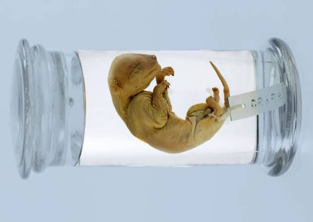 Symbolbild: Ein 1808 präpariertes Beutelwolfjungtier. Copyright: Rodney Start/Museums Victoria (CC BY 4.0)