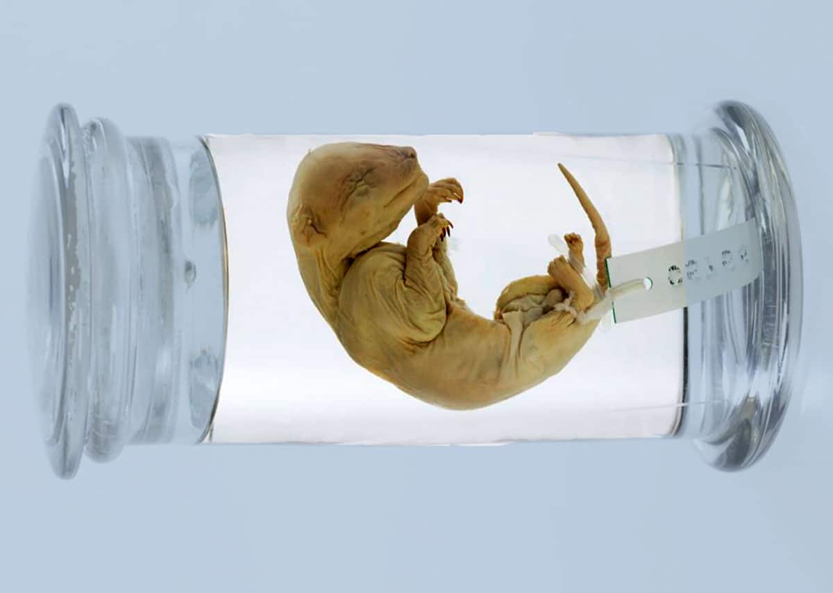 Symbolbild: Ein 1808 präpariertes Beutelwolfjungtier.Copyright: Rodney Start/Museums Victoria (CC BY 4.0)