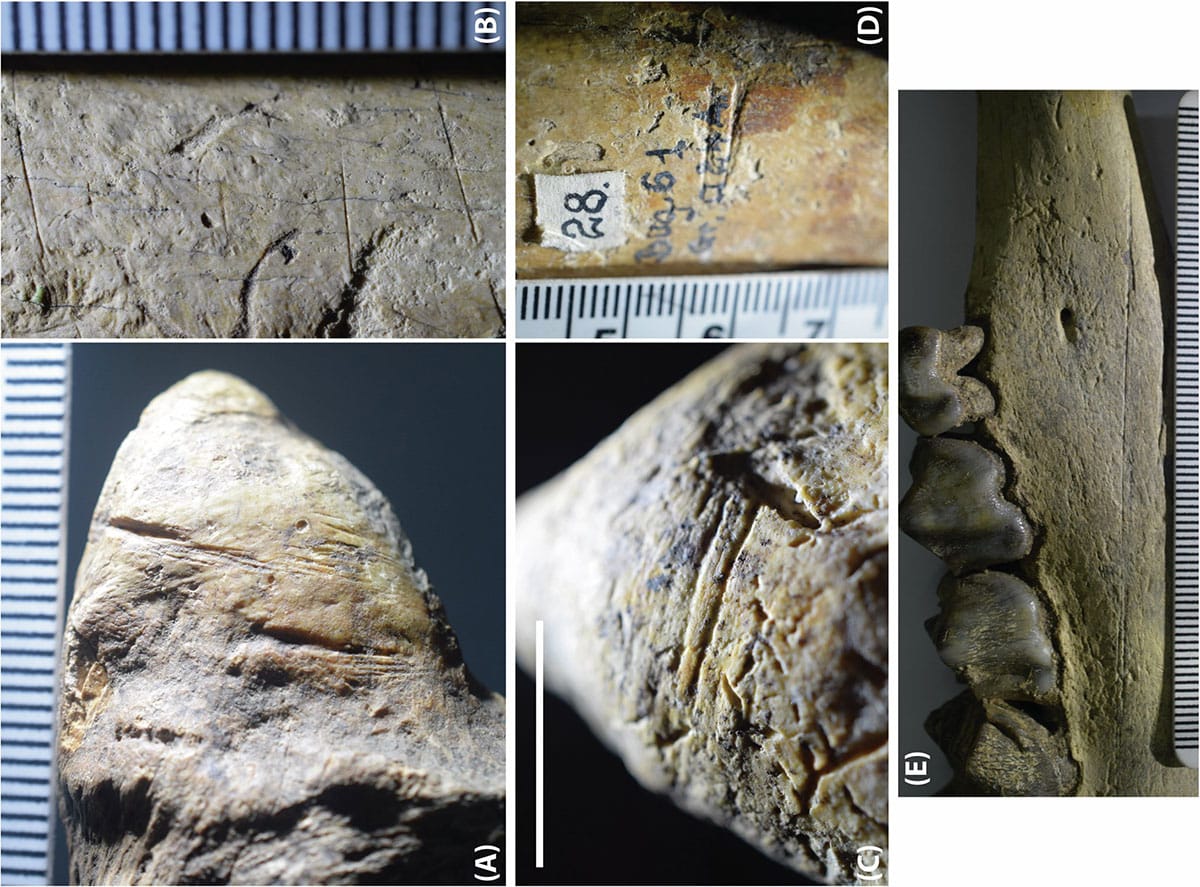 Schnittspuren auf Tierknochen belegen die Anwesenheit von Homininen in Europa schon vor rund 1,95 Millionen Jahren.Copyright/Quelle: Curran et al., Nature Communications (2025). DOI: 10.1038/s41467-025-56154-9