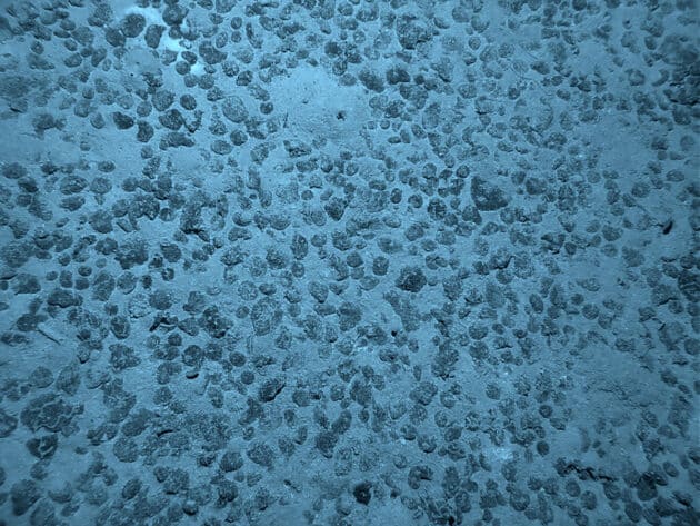 Archivbild: Manganknollen am Meeresboden. Copyright: Abramax (via WikimediaCommons) / CC BY-SA 3.0