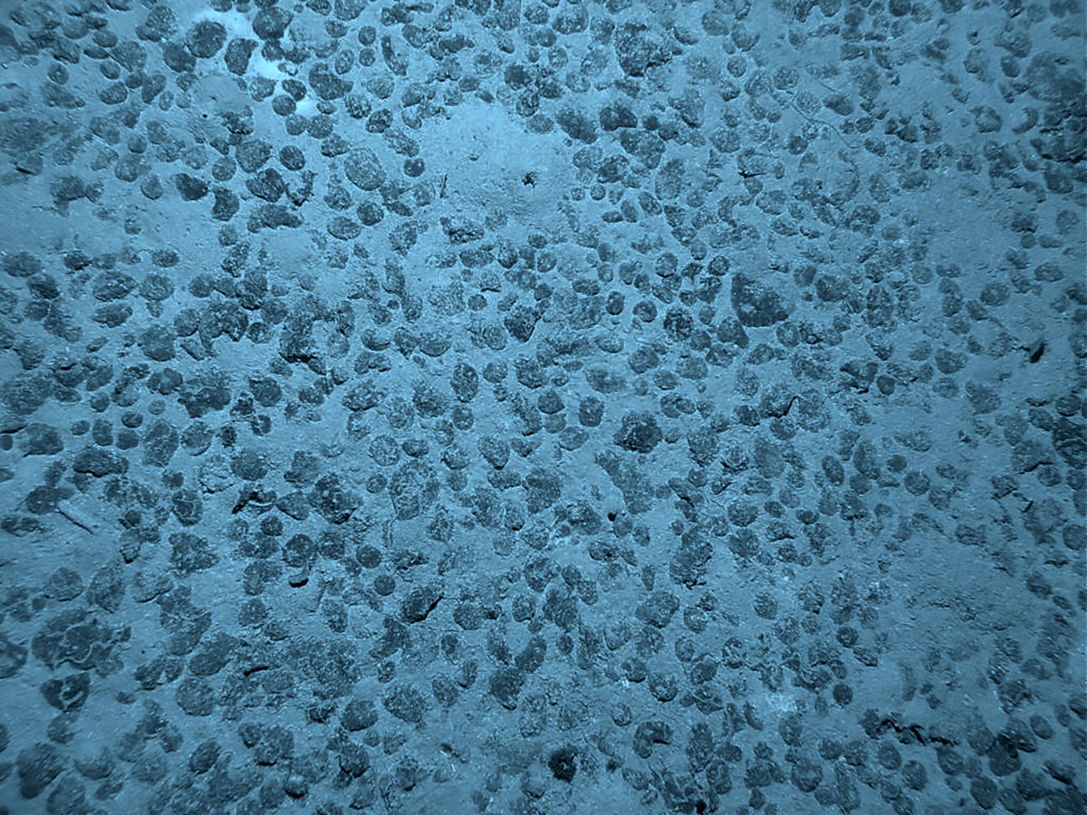 Archivbild: Manganknollen am Meeresboden.Copyright: Abramax (via WikimediaCommons) / CC BY-SA 3.0