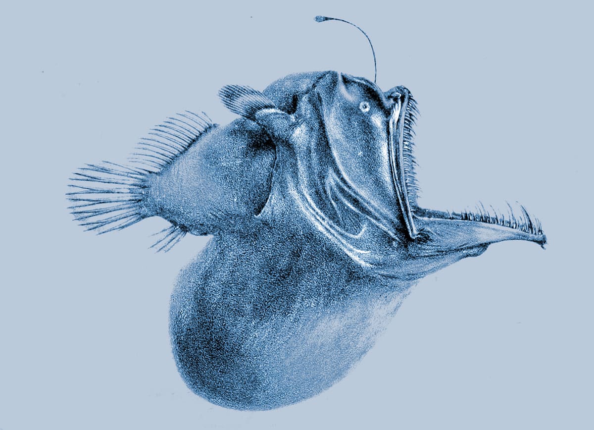 Wissenschaftliche Illustration eines Buckligen Anglerfischs (Melanocetus johnsonii).Copyright: Gemeinfrei