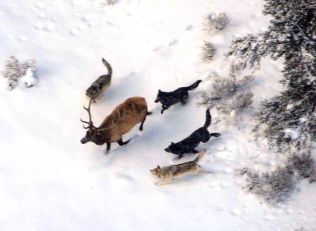 Symbolbild: Wölfe verfolgen einen Wapiti im Yellowstone National Park. Copyright: Doug Smith (via WikimediaCommons) / Public Domain