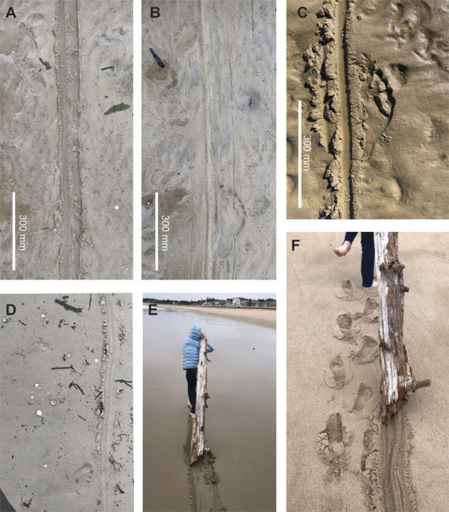 Die von Bennett und Kollegen nachgebauten Travois erzeugten nahezu identische Spuren im Schlamm.Copyright/Quelle: Bennett et al., Quaternary Science Advances (2025)