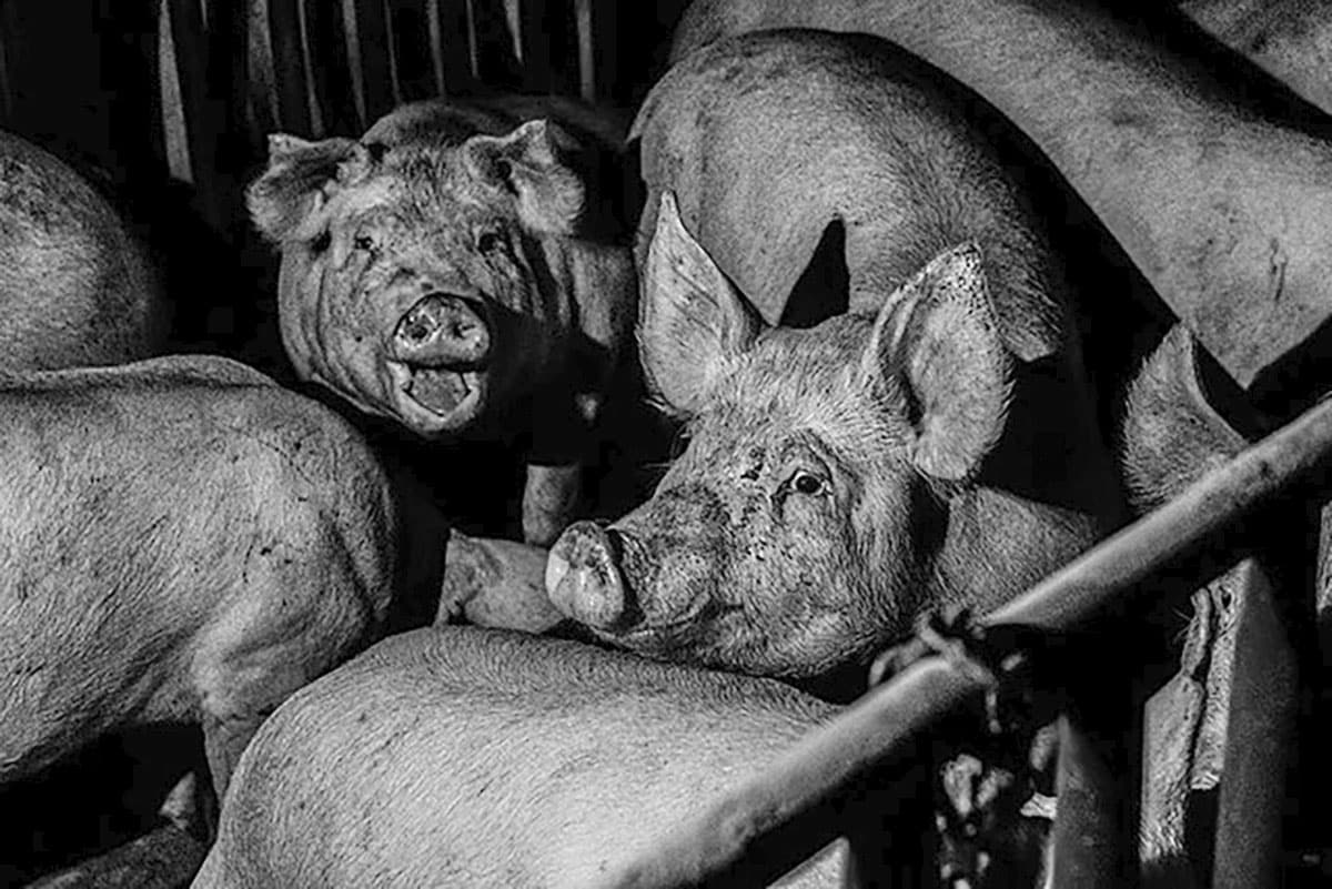 Symbolbild: Schweine in Masthaltung.Copyright: (via WikimediaCommons) / Public Domain