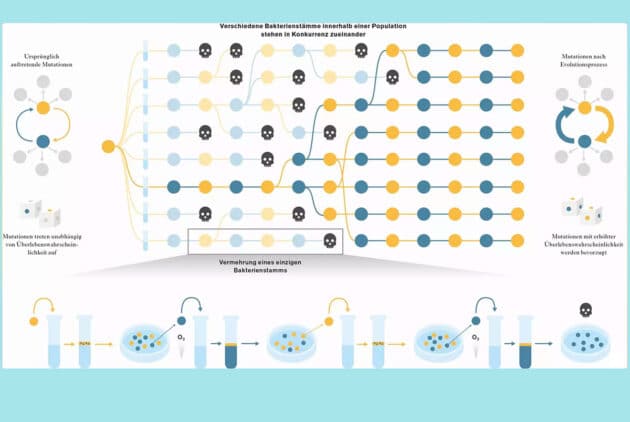 Experimentelle Evolution der Evolvierbarkeit durch Abstammungsselektion. Mutation und Selektion werden in der Regel als unabhängige Prozesse betrachtet, aber unser Experiment zeigt, wie sie interagieren und dazu führen, dass Mutation in Richtung adaptiver Ergebnisse beeinflusst wird. Im Mittelpunkt steht dabei die Selektion auf der Ebene der Abstammungslinien: Bakterielle Abstammungslinien (verbundene Knotenpunkte) mussten sich wiederholt zwischen zwei phänotypischen Zuständen entwickeln. Die Mutationsübergänge waren anfangs unzuverlässig, was zum Aussterben der Linie und zum Ersatz durch erfolgreichere Konkurrenten führte. Die letzten überlebenden Stämme entwickelten mutationsanfällige Sequenzen in einem Schlüsselgen, das den Phänotypen zugrunde liegt, und ermöglichten so schnelle Übergänge zwischen den Zuständen. (Klicken Sie auf die Bildmitte, um zu einer vergrößerten Darstellung zu gelangen.) Copyright/Quelle: GCO/MPG (Paul B. Rainey/ Michael Barnett, MPI EvolBio)