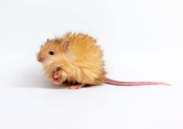 Ein Exemplar der „Colossal Wollhaar-Maus“. Copyright: www.colossal.com