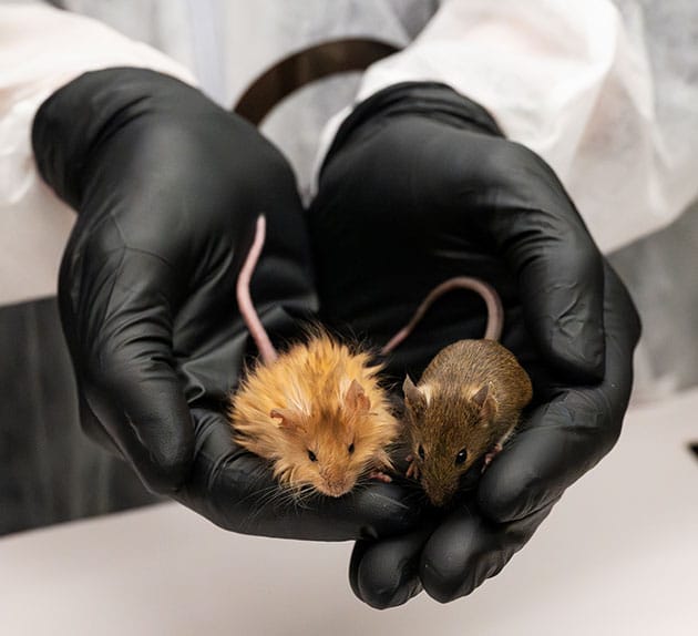 Die neue Wollhaar-Maus (l.) im Vergleich zur gewöhnlichen Labormaus.Copyright: colossal.com