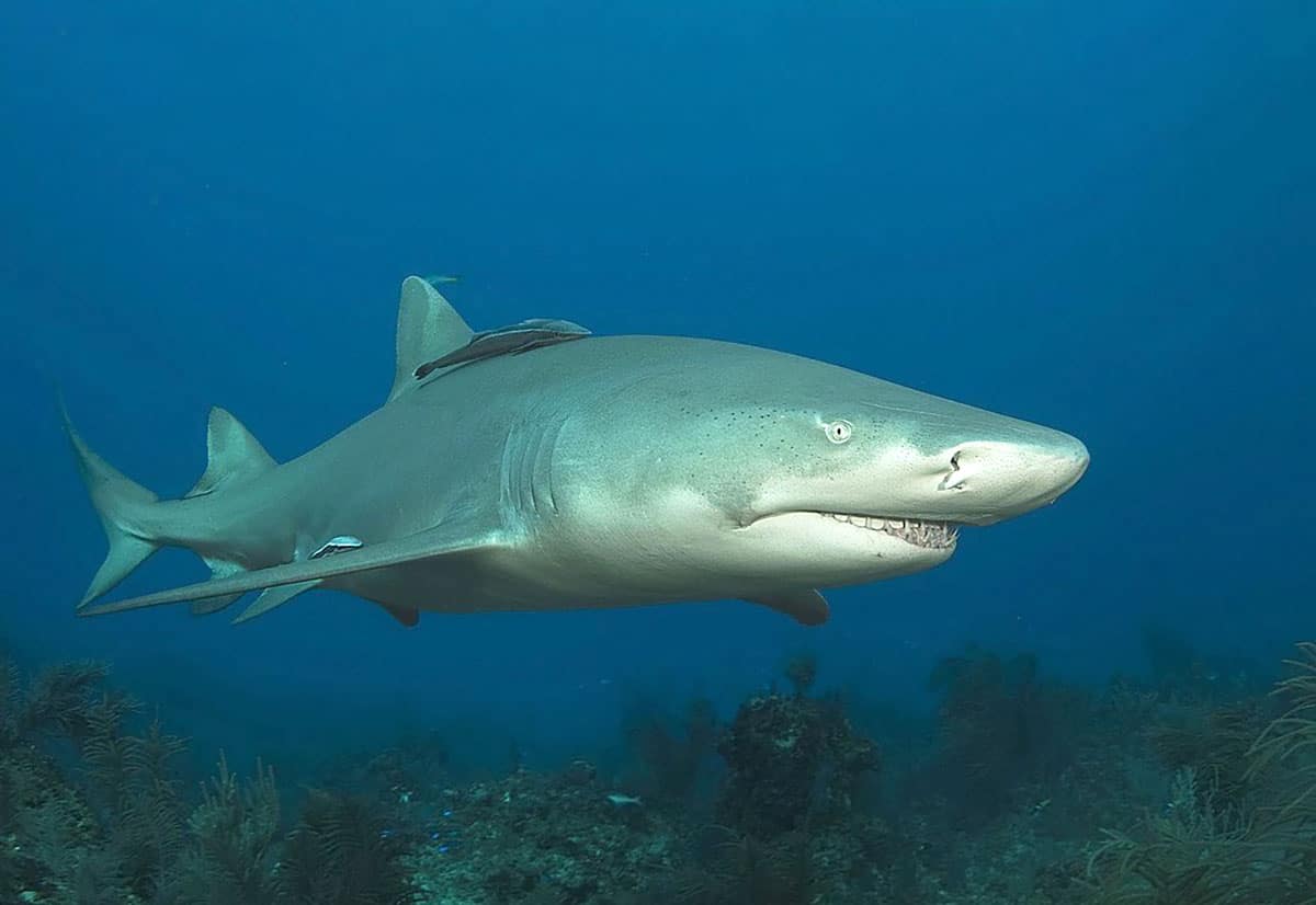 Symbolbild: Ein heutiger Zitronenhai.Copyright: Albert kok (via WikimediaCommons) / CC BY-SA 3.0