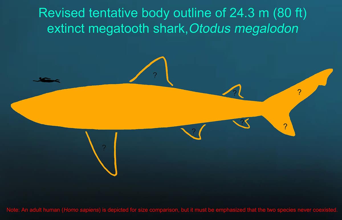 Die überarbeiteten, vorläufigen Körperumrisse des ausgestorbenen Megalodon (Otodus megalodon) mit einer geschätzten Länge von 24,3 Metern (80 Fuß). Wichtige Hinweise: Die genaue Form, Größe und Position der meisten Flossen sind aufgrund des aktuellen Fossilbestands unbekannt. Ein erwachsener Mensch (Homo sapiens) ist zum Größenvergleich abgebildet, jedoch ist zu betonen, dass die beiden Arten niemals zeitgleich existierten.Copyright: Kenshu Shimada / DePaul University