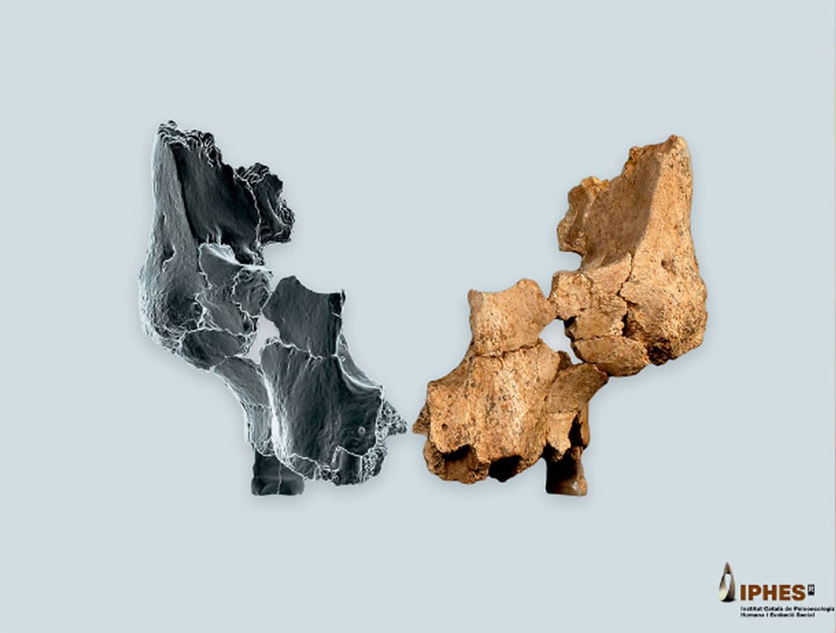Die rekonstruierten Fragmente des Gesichtsschädels von der Fundstelle Sima del Elefante in Nordspanien.Copyright: Maria D. Guillén / IPHES-CERCA