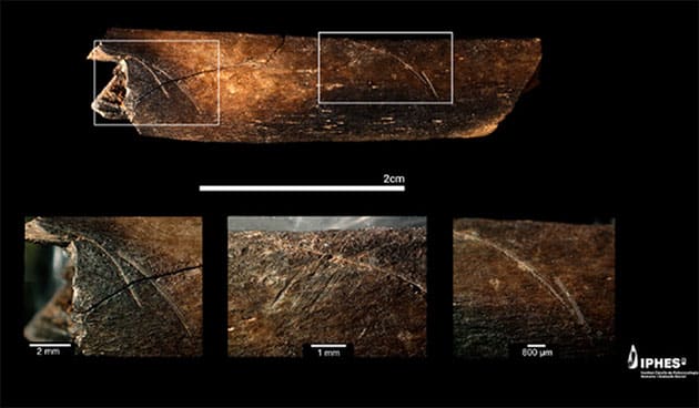 Bearbeitungsspuren an Knochenfunden.Copyright/Quelle: Nature / Maria D. Guillén / IPHES