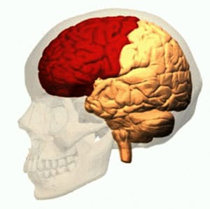 Anatomische Darstellung des Frontallappens (Illu.).Copyright/Quelle: Life Science Databases(LSDB)