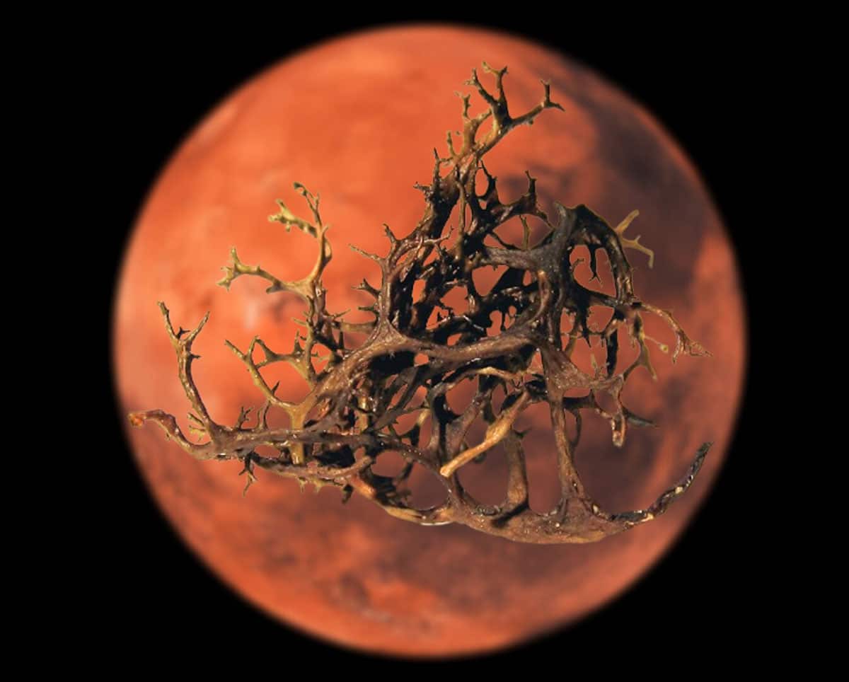 Die Kollage zeigt die Flechtenart Cetraria aculeata vor dem Hintergrund des Planeten Mars.Copyright: Flechte: Skubała et al. Design: Pensoft Publishers. CC-BY 4.0