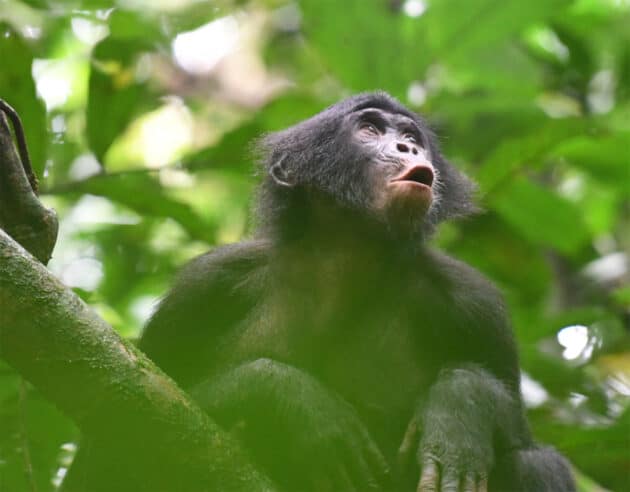 Mia, ein junges Bonobo-Weibchen aus der Fekako-Gemeinschaft, ruft als Antwort auf entfernte Gruppenmitglieder. Copright/Quelle: Martin Surbeck, Kokolopori Bonobo Research Project