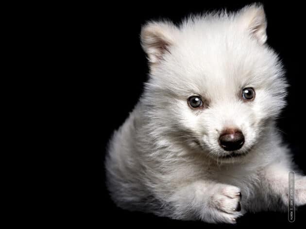 Der widerbelebete „schreckliche Hund“ Romulus als Welpe im Herbst 2024. Copyright: www.colossal.com