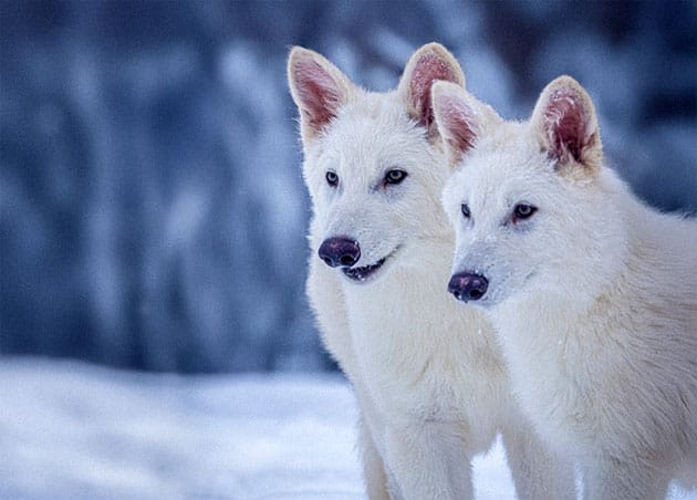 Romulus und Remus: Die wiederbelebten Exemplare der Art Canis dirus.Copyright: www.colossal.com