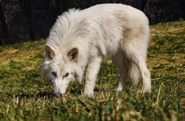Einer von drei durch Colossal Biosciences erschaffenen „Schreckenswölfen“ im Altre von nun 5 Monaten. Copyright: www.colossal.com