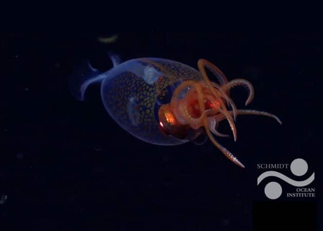 Standbild aus den ersten Filmaufnahmen eines (hier noch jungen Exemplars) eines am 9. März vor den Sandwich-Inseln gefilmten Koloss-Kalmars. Copyright: ROV SuBastian / Schmidt Ocean Institute