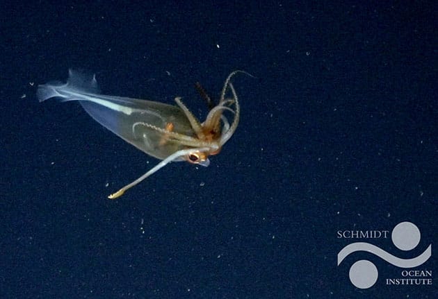 Aufnahme des Glaskalmars in der Bellingshausensee.Copyright: ROV SuBastian / Schmidt Ocean Institute