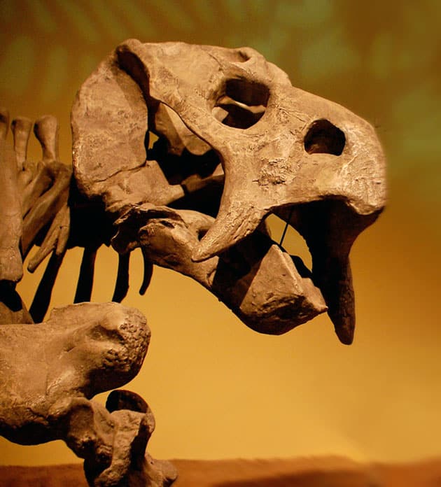 Skelettrekonstruktion eines Dicynodonten.Copyright/Quelle: Christopher Holden (via WikimediaCommons) / CC BY-SA 2.0