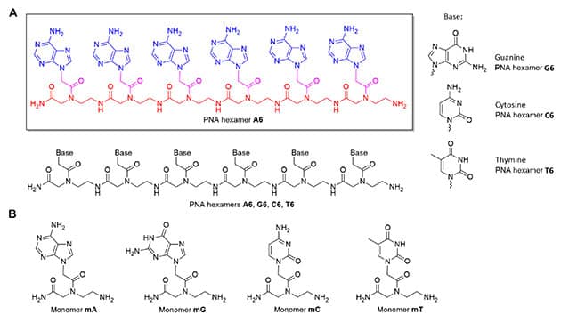 Venus-Alternative zur irdischen DNA? (A) PNA-Hexamere bestehen aus sechs identischen, aufeinanderfolgenden Einheiten von Nukleinsäurebasen: Adenin (A₆), Guanin (G₆), Cytosin (C₆) und Thymin (T₆). Rückgratreste des PNA (AEG) sind rot dargestellt, Acetyl-Linkerreste in Rosa, die Nukleinbasen in Blau. (B) Strukturen von PNA-Monomeren: mA, mG, mC und mT.Copyright/Quelle: Petkowski et al., Science Advances (2025) / NASA (Hntgr.)
