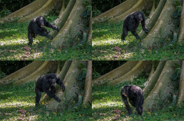 Ein männlicher Ostafrikanischer Schimpanse aus der Sonso-Gemeinschaft im Budongo-Wald (Uganda) bei einem "Pant-Hoot"-Ruf. Copyright: Adrian Soldati