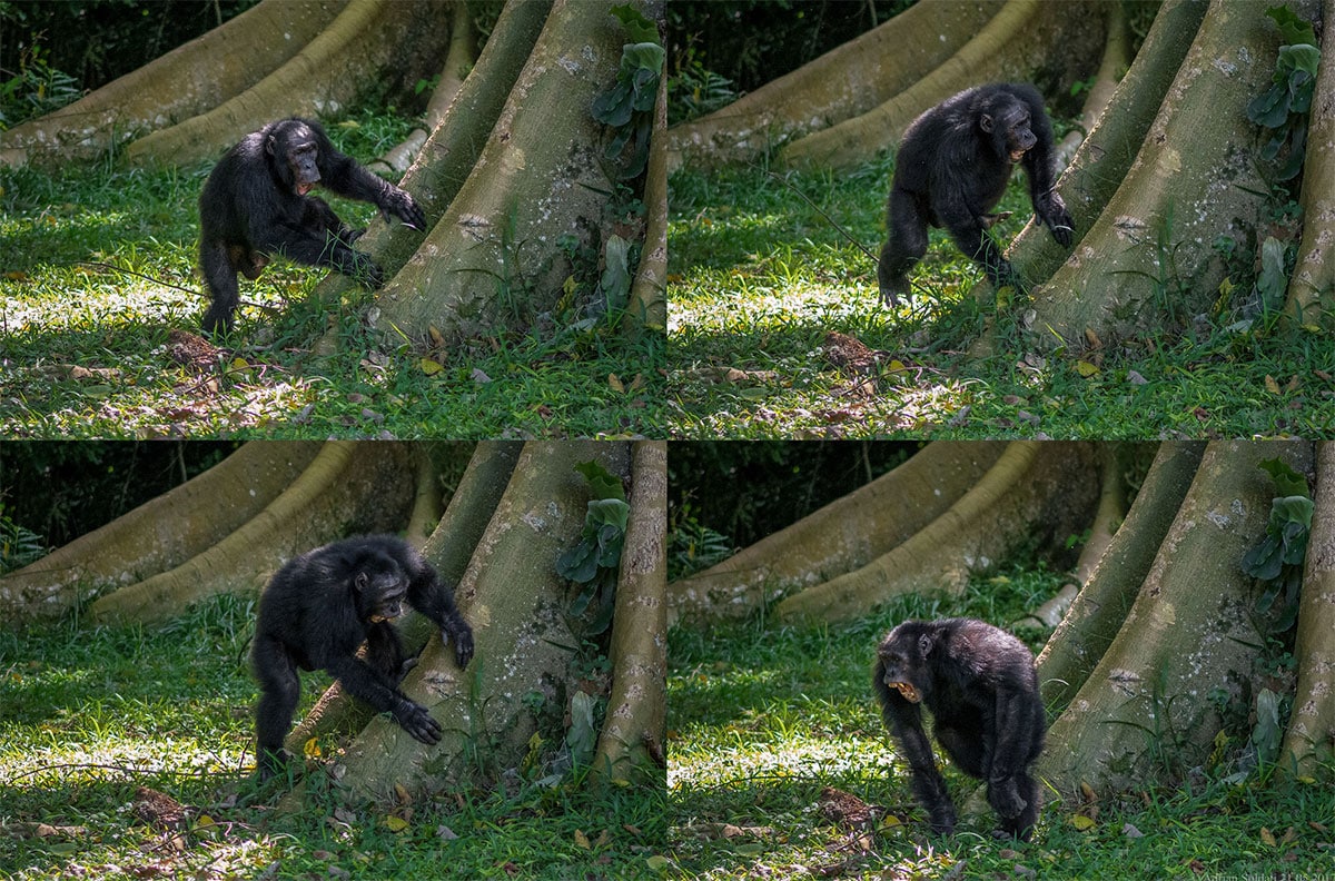 Ein männlicher Ostafrikanischer Schimpanse aus der Sonso-Gemeinschaft im Budongo-Wald (Uganda) bei einem "Pant-Hoot"-Ruf.Copyright: Adrian Soldati