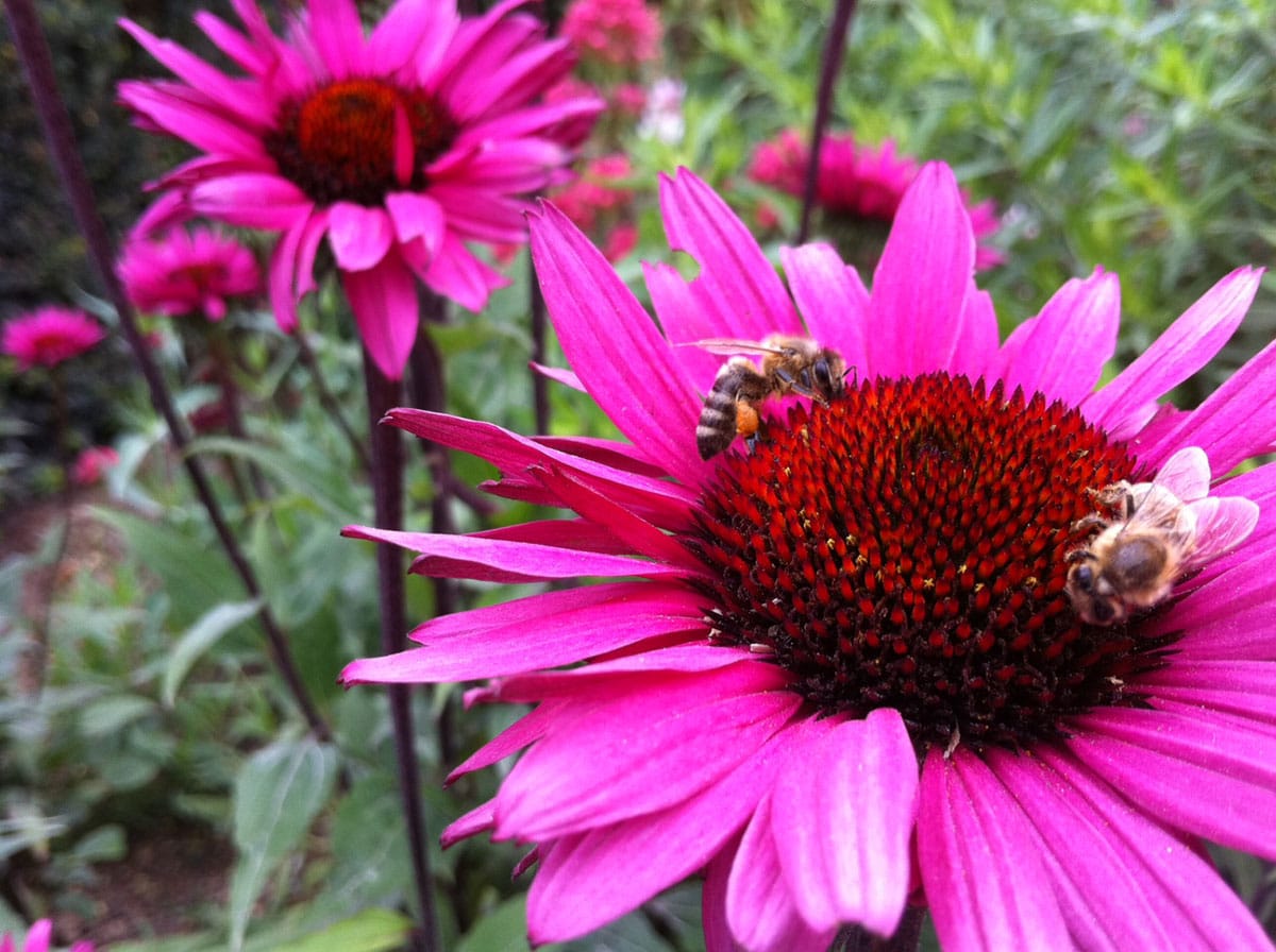Symbolbild: HonigbienenCopyright: A. Müller für grewi.de