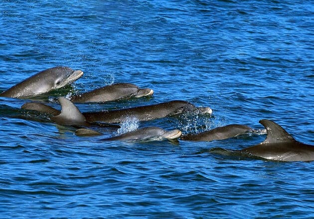 Delfin-Mütter und -Kälber vor der Küste von Sarasota. Copyright/Quelle: Randy Wells, Sarasota Dolphin Research Program