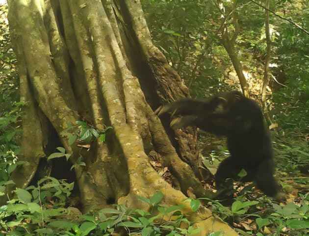 Ein männlicher Schimpanse in einem Naturschutzgebiet in Guinea-Bissau hat gerade einen Stein gegen einen Baum geworfen – eine Handlung, die von einer Kamerafalle aufgenommen wurde. Copyright/Quelle: Chimbo Foundation