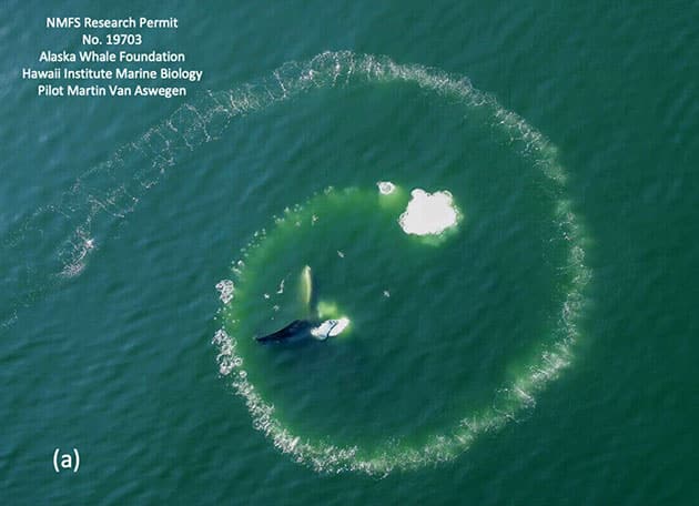 Ein Blasen-Netz, mit dem Buckelwale Beutetiere einkreisen.Quelle: Doyle et al., Marine Mammal Science (2025)