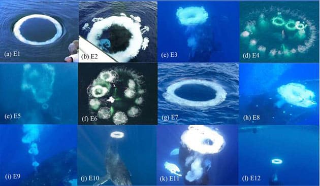 Verschiedene Beispiele von dokumentierten Buckelwal-Blasenringen.Bildnachweis: (a) D. Knaub, (b) F. Nicklen, (c) D. Perrine, (d) W. Davis, (e) G. Flipse, (f) A. Henry, (g) M. Gaughan, (h) H. Romanchik, (i) D. Patton, (j) D. Perrine, (k) S. Istrup, (l) S. Hilbourne; Marine Mammal Science (2025). DOI: 10.1111/mms.70026