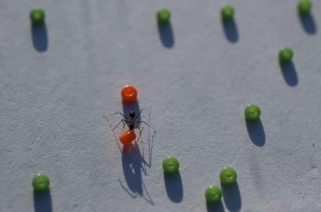 Eine Arbeiterameise räumt Hindernisse zwischen Futterbeute und Nest aus dem Weg. Copyright: Alessandro Crespi