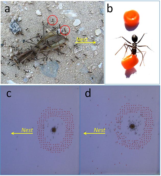 Eine Futterquelle (o.l.) wurde im Experiment mit Hindernissen eingeschlossen (o.r., u.l.). Noch vor dem Abtransport der Beute räumten Arbeiterameisen (o.r.) einen Weg in Richtung Nest frei (u.r.).Copyright/Quelle: E Fonio, D Mersch, O Feinerman