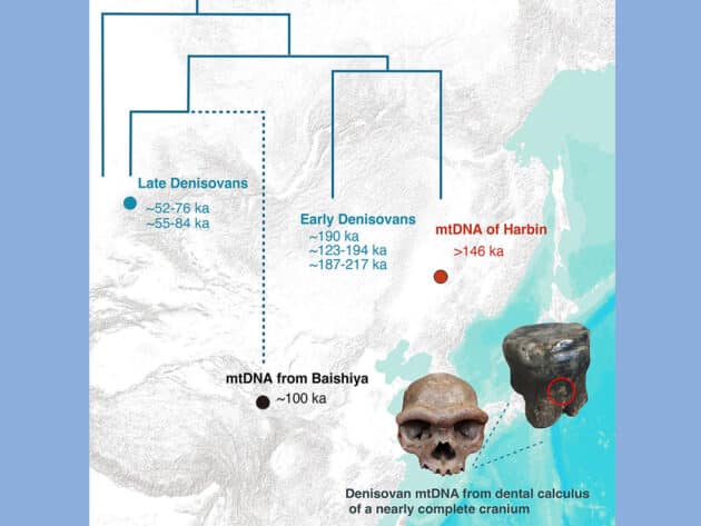 Schaubild zur genetischen Zuordnung des Harbin-Schädels. Copyright/Quelle: Qiaomei et al. 2025
