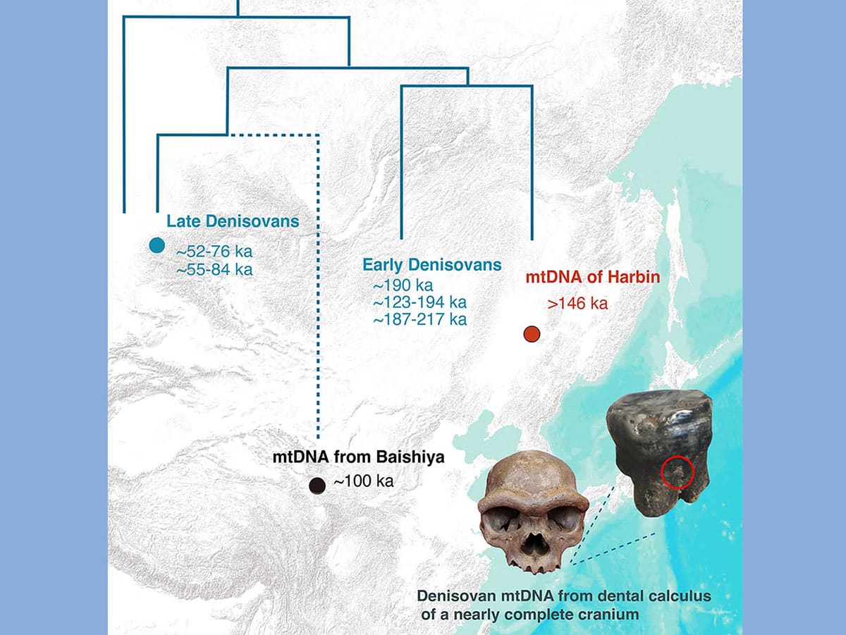 Schaubild zur genetischen Zuordnung des Harbin-Schädels.Copyright/Quelle: Qiaomei et al. 2025