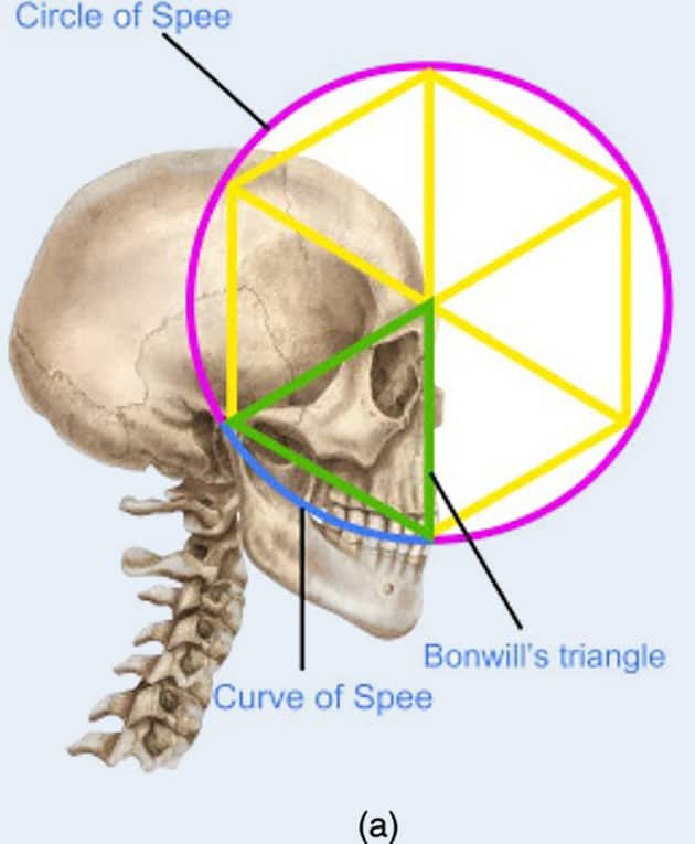 Browns Dreieck am menschlichen Schädel.Quelle: R. Mac Sweeny, Journal of Mathematics and the Arts 2025