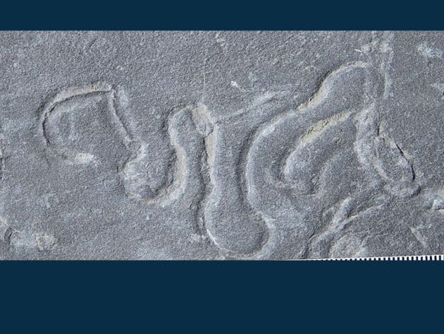 Kriechspuren wie diese Psammichnites-Spurenfossilien stammen von Tieren, die schon vor mehr als einer halben Milliarde Jahren lebten und sich bereits bewegten. Copyright: Ziwei Zhao und Dr. Xiaoya Ma