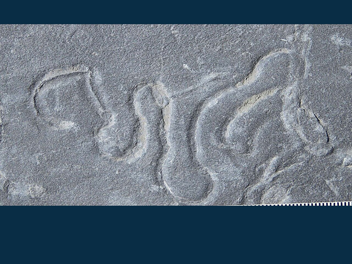 Kriechspuren wie diese Psammichnites-Spurenfossilien stammen von Tieren, die schon vor mehr als einer halben Milliarde Jahren lebten und sich bereits bewegten.Copyright: Ziwei Zhao und Dr. Xiaoya Ma