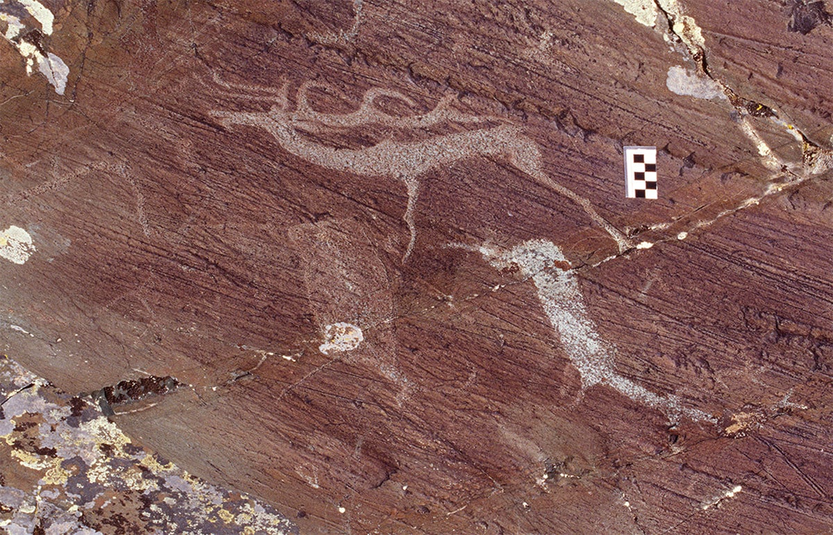 Bronzezeitliche Darstellung eines Yak (u.l.), eines Elches aus der späten Bronzeit (u.r.) und ein bereits mystifizierter Elch aus der Turk-Periode (o.) – auf einem Stein im Tsagaan-Gol -Komplex (SK_F4).Copyright/Quelle: Photograph: Gary Tepfer, E. Jacobsen-Tepfer, Cambridge Archaeological Journal 2025