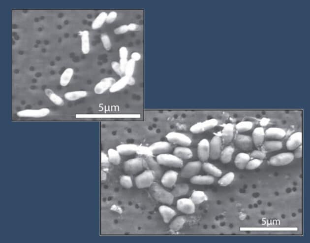 Das Bakterium "GFAJ-1" gewachsen unter Phosphor als Nährstoff (l.) und unter Arsen (r.) Copyright/Quelle: NASA, 2010