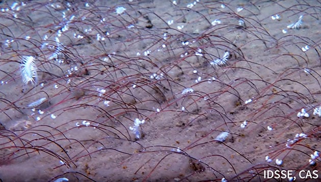 Blick auf Lebensformen in 9.533 Metern Tiefe.Copyright/Quelle: Institute of Deep-sea Science and Engineering, CAS (IDSSE, CAS)