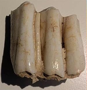 Der Untersuchte Backenzahn der am Südeingang des Stonehenge-Steinkreises vergrabenen Unterkiefer einer Kuh.Copyright/Quelle: BGS/UKRI