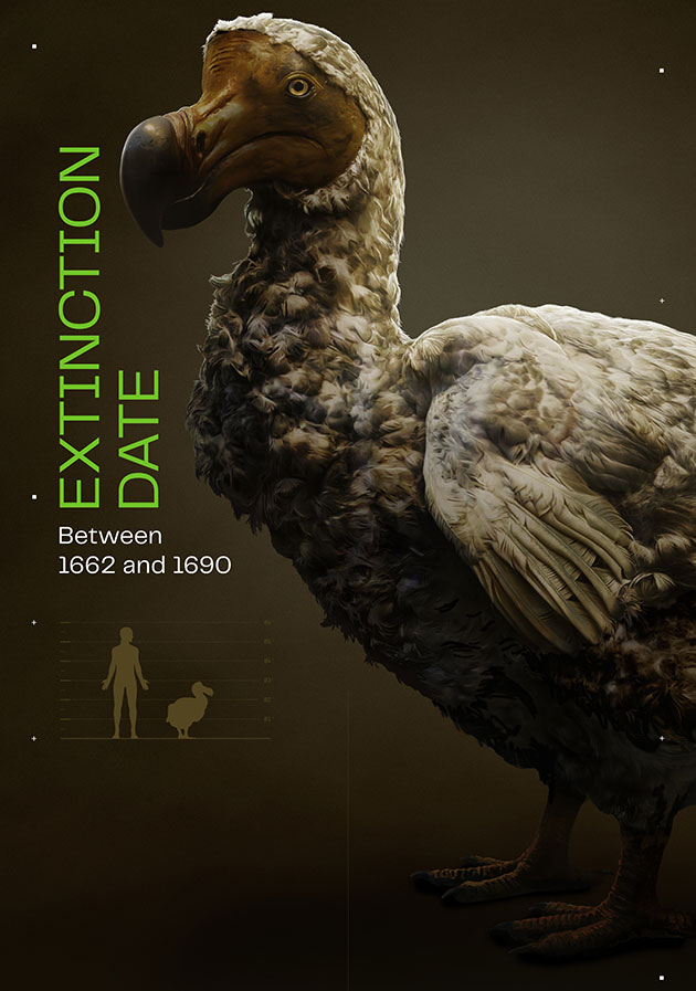 Grafische Rekonstruktion eines Dodos mit Größenvergleich zu einem Menschen (Illu.).Quelle: colossal.com/