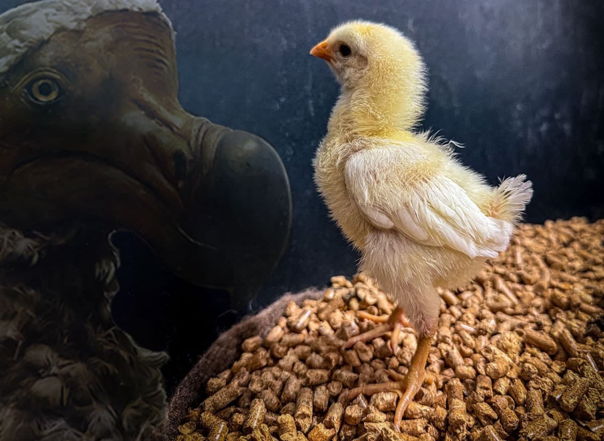 Auf dem Rückweg zum Dodo: Das erste, von Colossal gezüchtete, genetisch verändert Hühnchen, mit modifizierte Keimzellen.Copyright/Quelle: colossoal.com